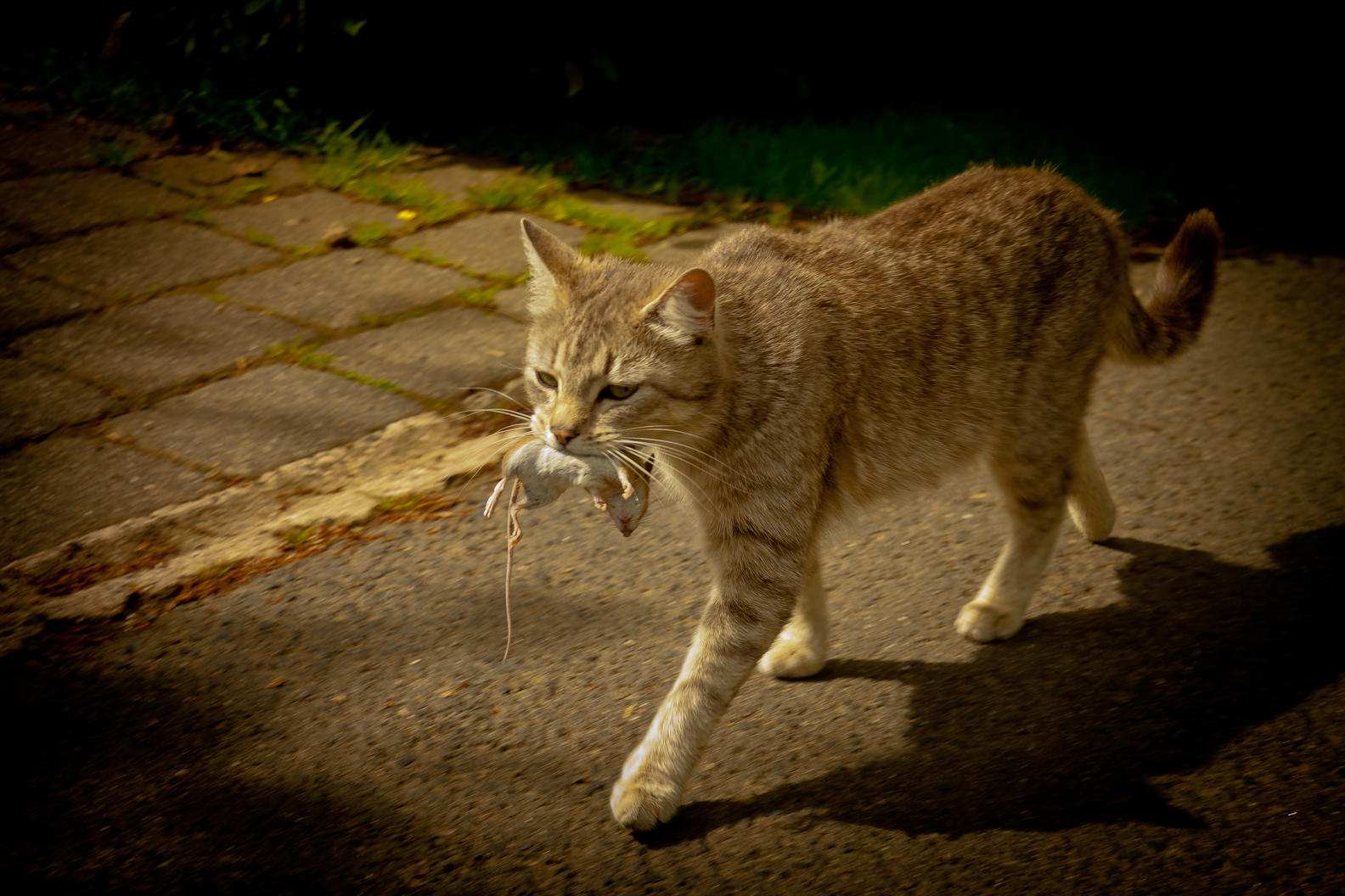 Katz und Maus