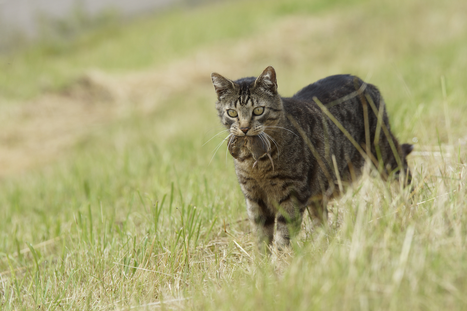 Katz und Maus