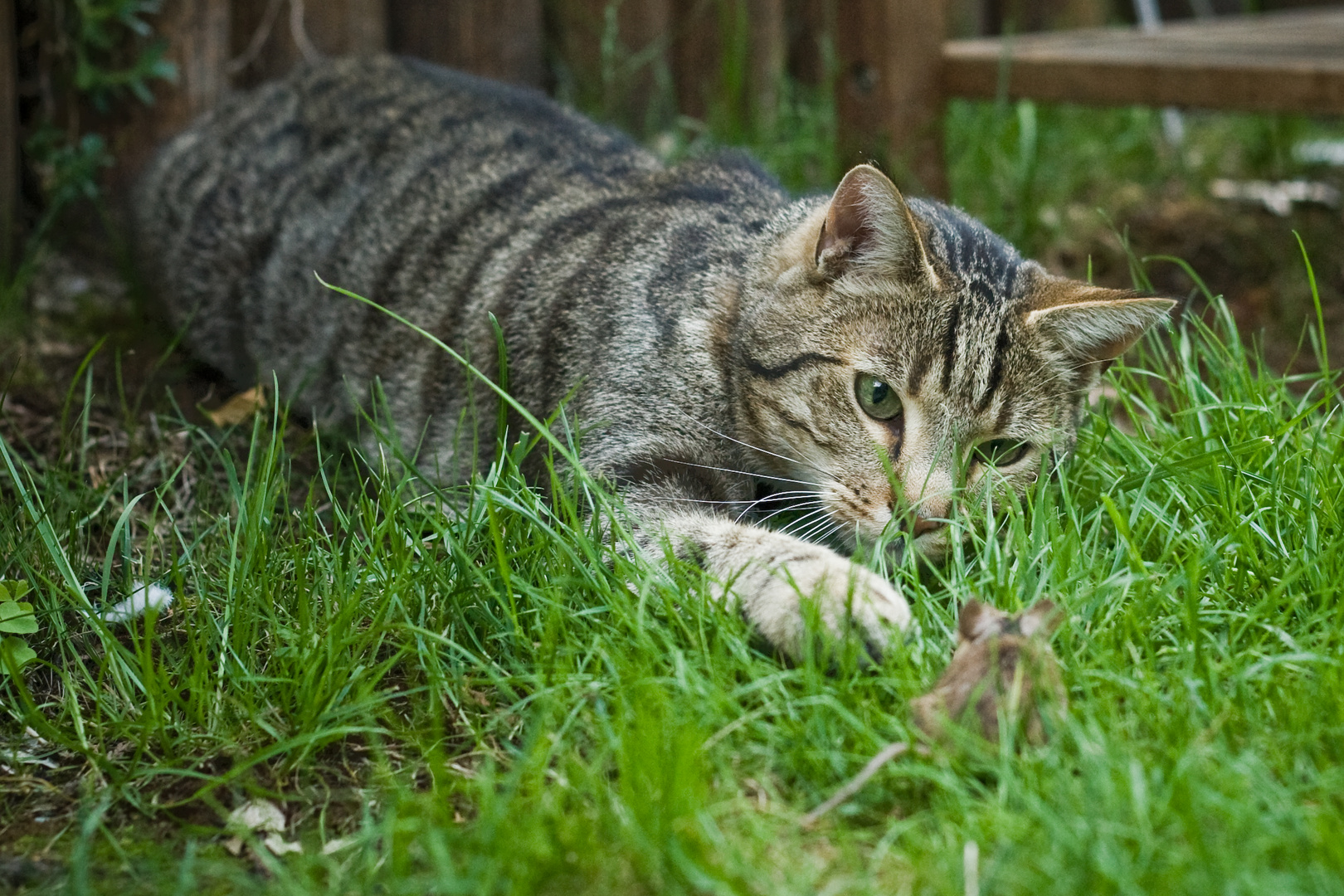 Katz und Maus