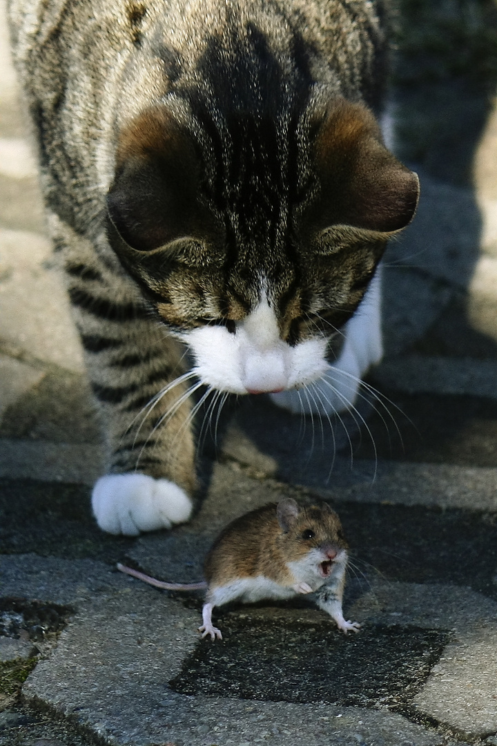 Katz und Maus