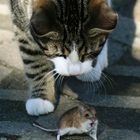 Katz und Maus