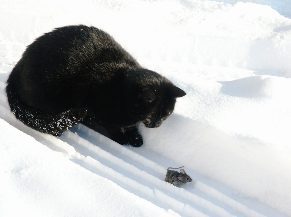 Katz und Maus