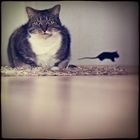 –– Katz und Maus ––