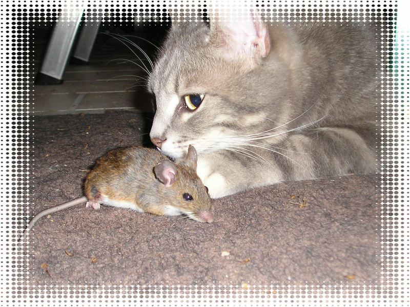 Katz und Maus