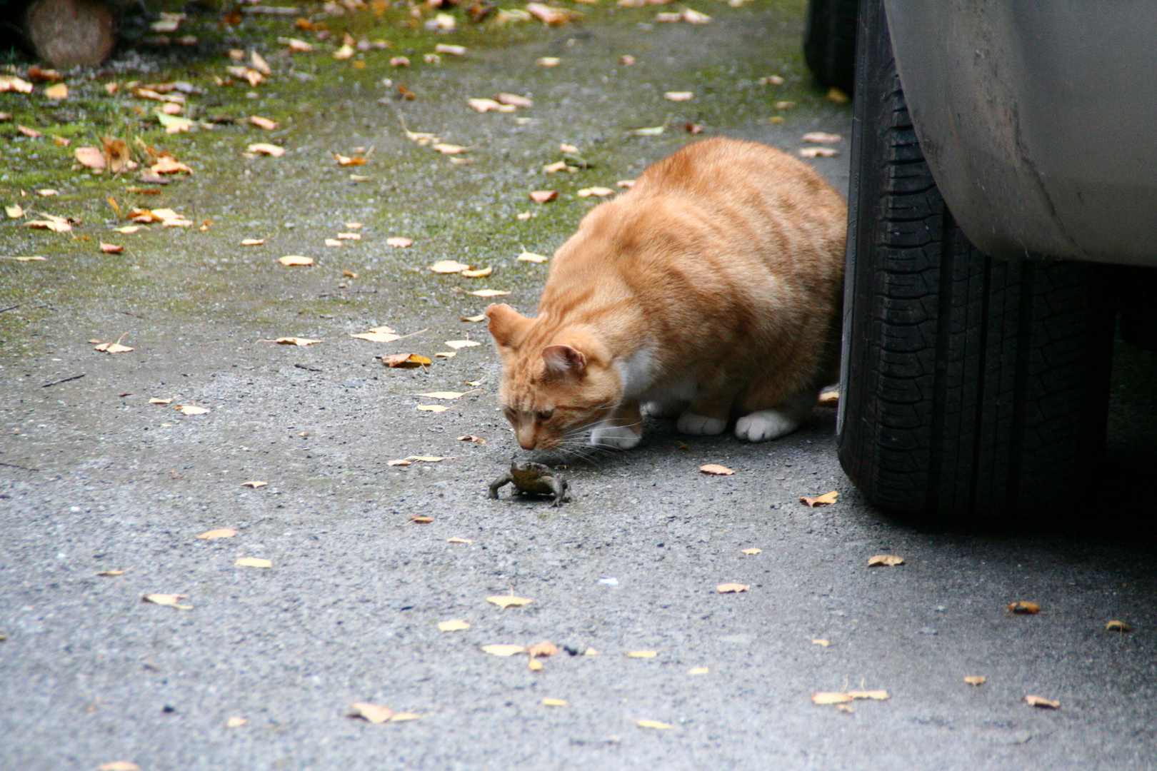 Katz und Maus... ob das schmeckt ( Frosch )