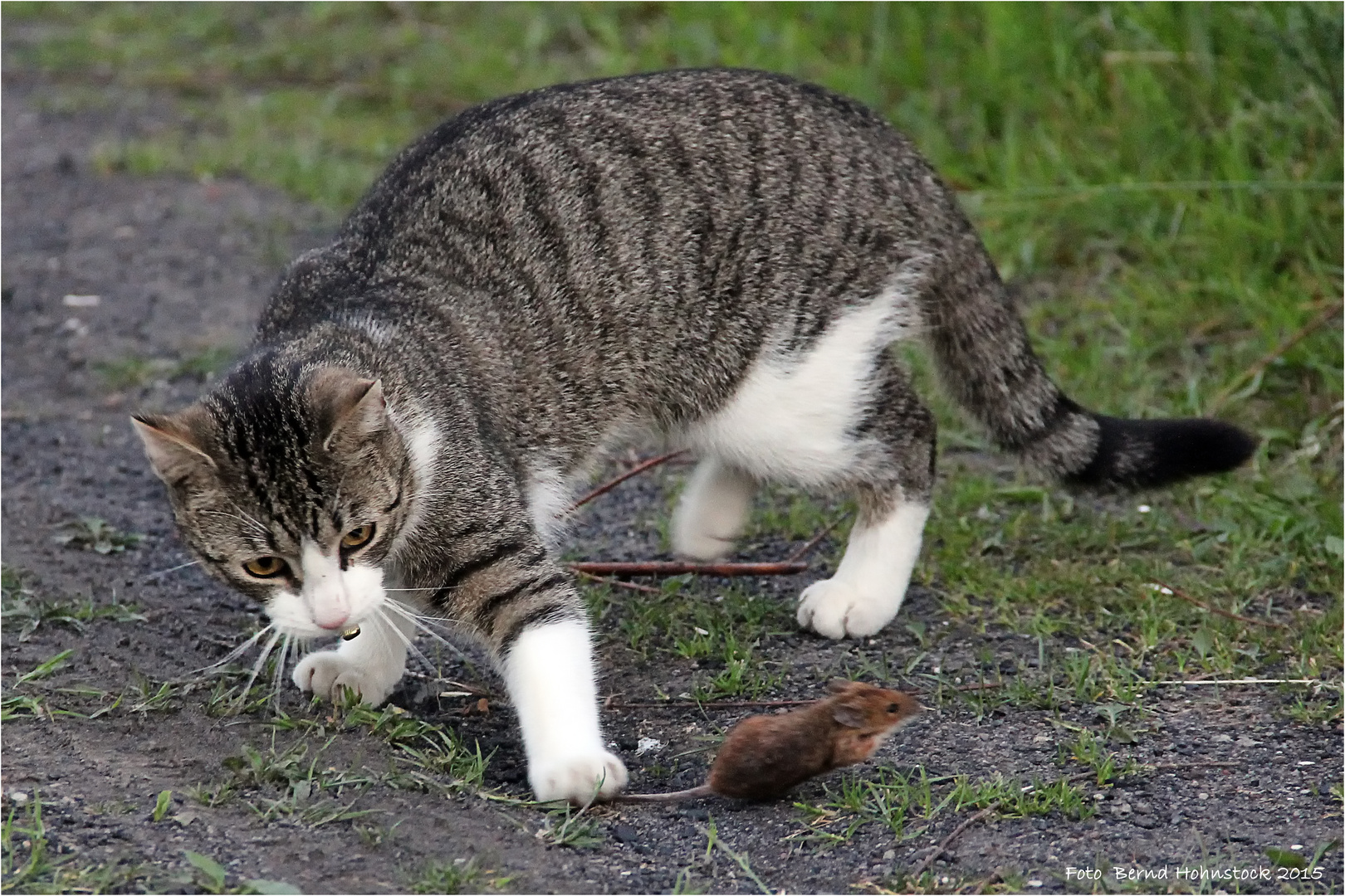 Katz und Maus ..... oder warten auf die blaue Stunde Halde Rungenberg