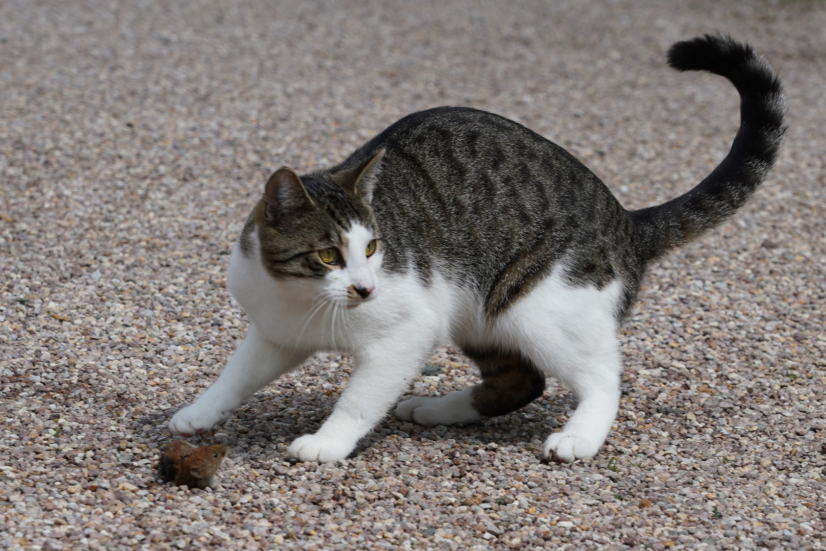 Katz und Maus -Spiel