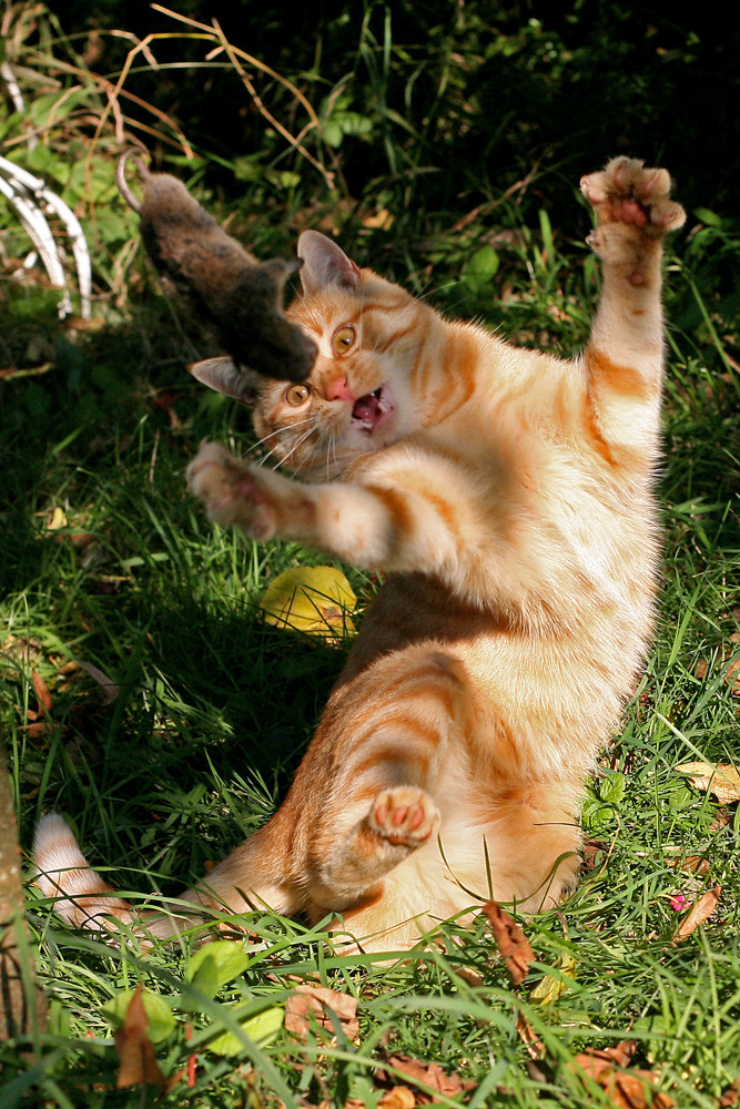 Katz und Maus Spiel Foto & Bild tiere, haustiere, katzen Bilder auf