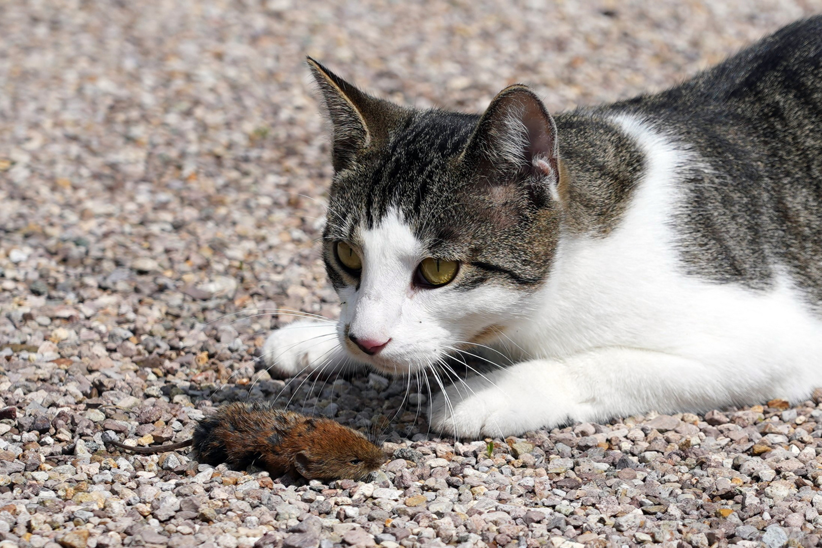 Katz und Maus -Spiel