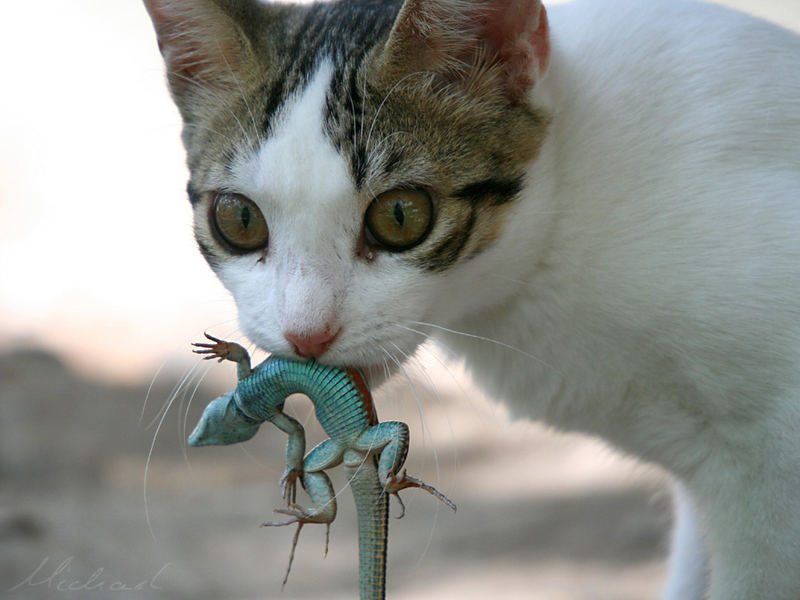 Katz-und-Maus-Spiel - mal anders.