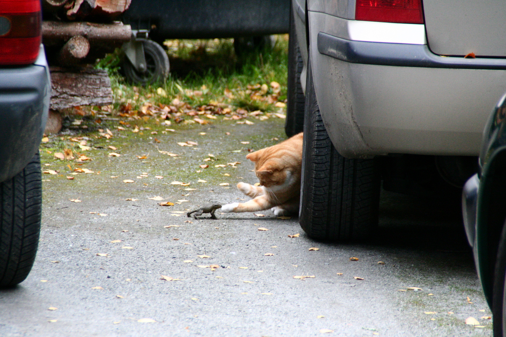 Katz und Maus... wer ist der stärkere ( Frosch )