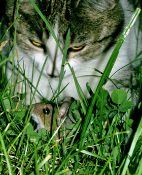 Katz- und Mausspiel