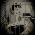 katz und Meerschweinchen im käfig
