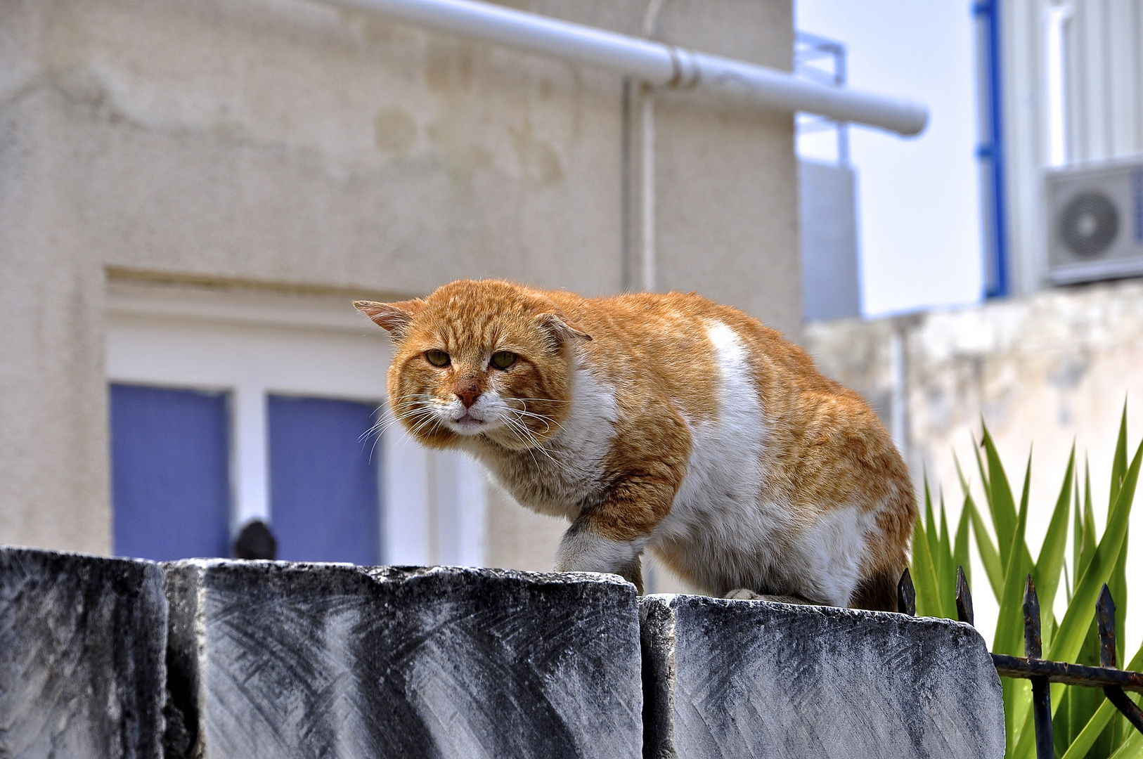 Katz - und wo ist die Maus?