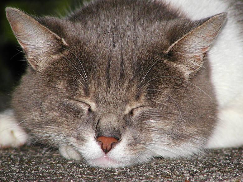 Katze 01, Model eingeschlafen