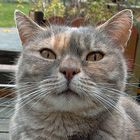 Katze -1- Zufallsbekanntschaft-