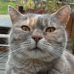 Katze -1- Zufallsbekanntschaft-