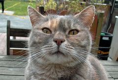 Katze -1- Zufallsbekanntschaft-