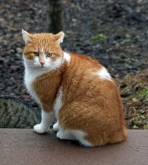 Katze -2- zu Besuch im Garten