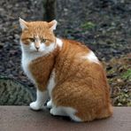 Katze -2- zu Besuch im Garten