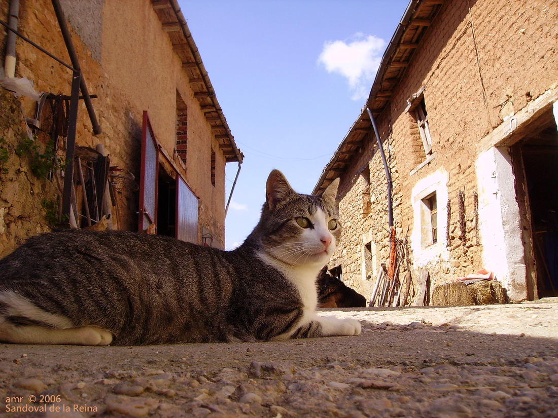 Katze 2006 Spanien