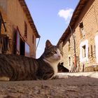 Katze 2006 Spanien