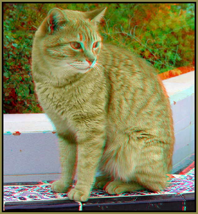 Katze [3D Anaglyphe]