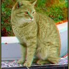 Katze [3D Anaglyphe]