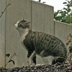 Katze -4- Überwindung der Mauer