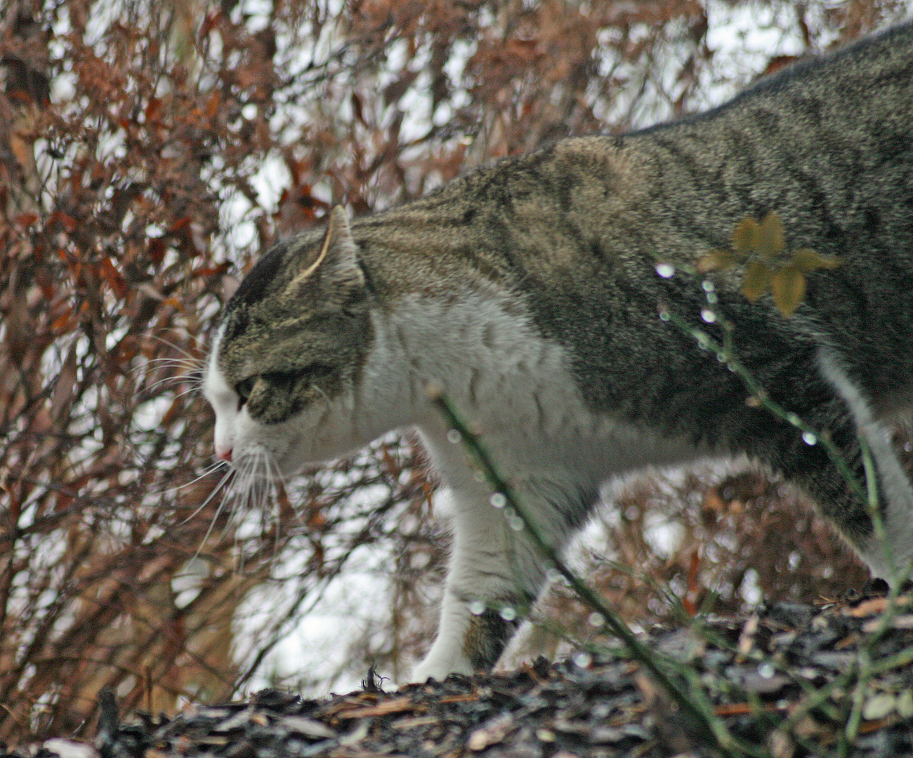 Katze -5- Pirsch durch den Garten