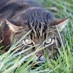 Katze -abwartend- -2-