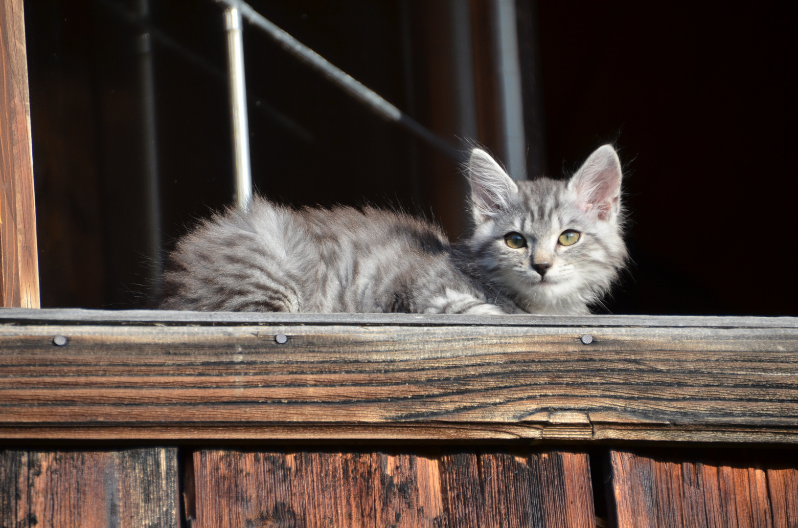 Katze - Almhütte