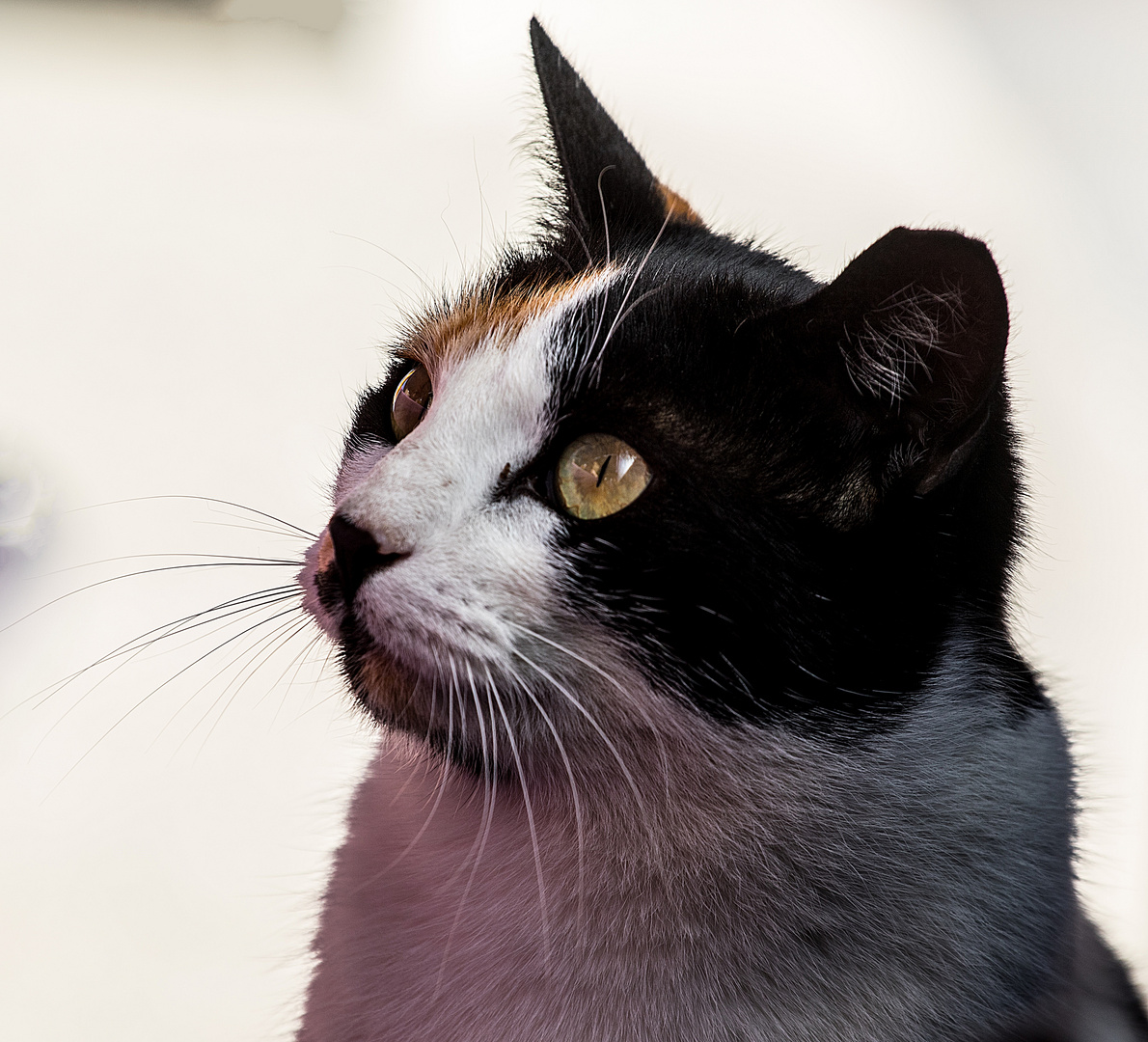 Katze als Beobachterin im Restaurant