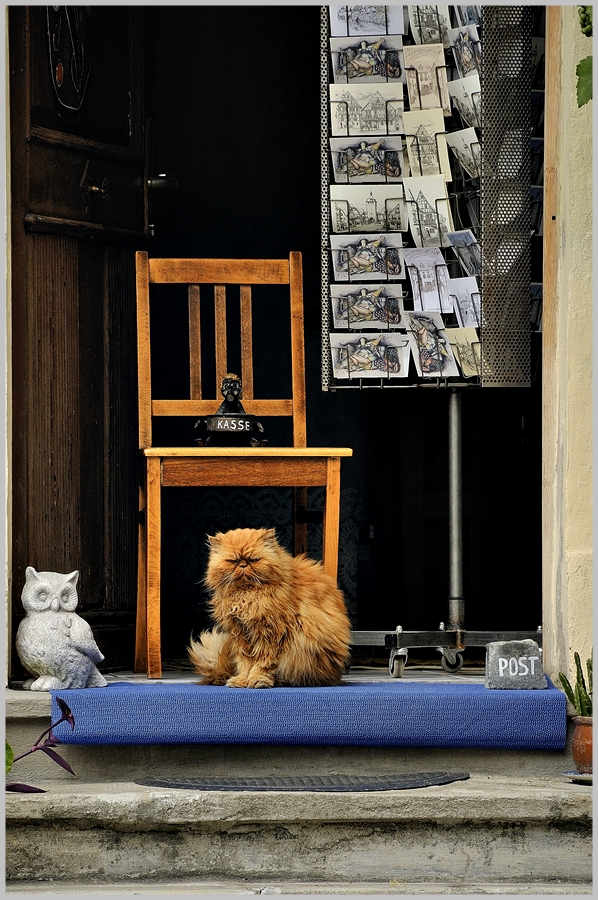 Katze als Kassenwart...???