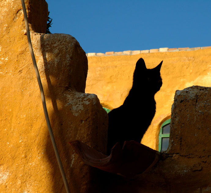 Katze als Schattenriss - Reload m. Veränderungsausschnitt