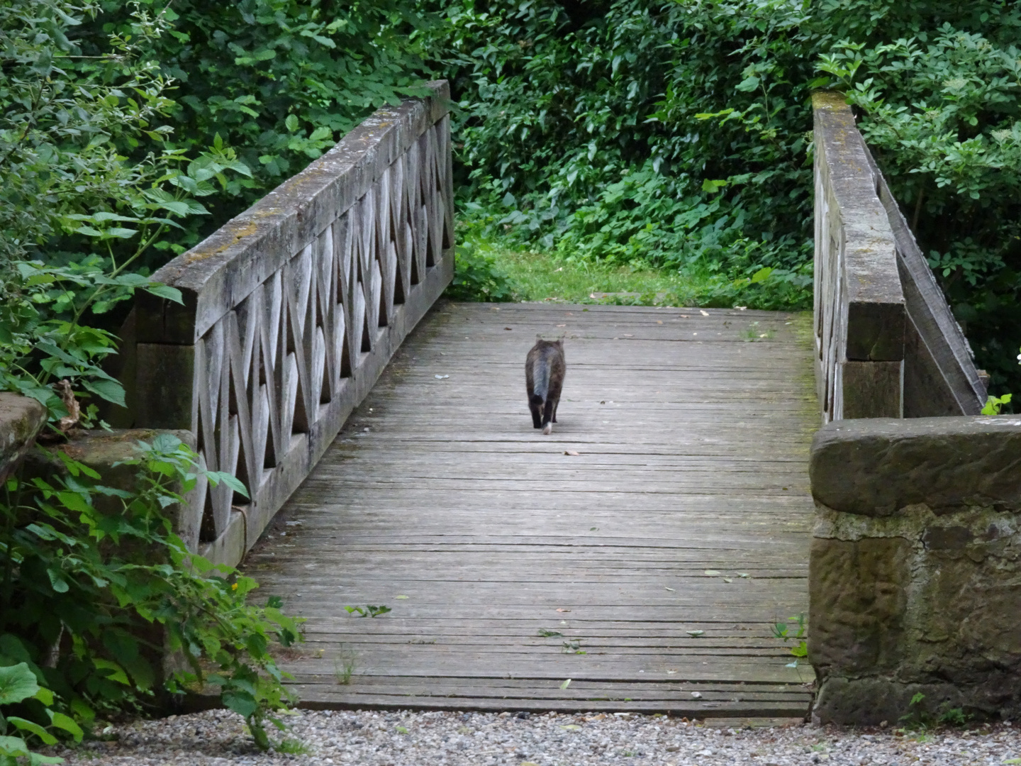 Katze am Abend