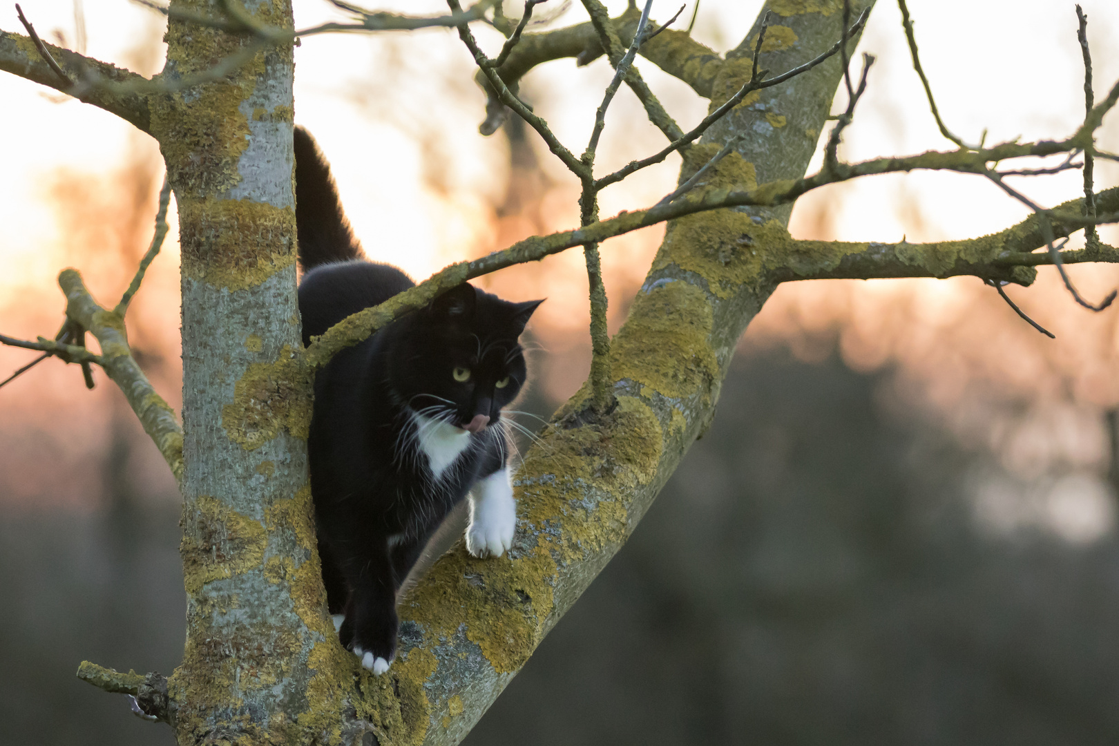 Katze am Abend