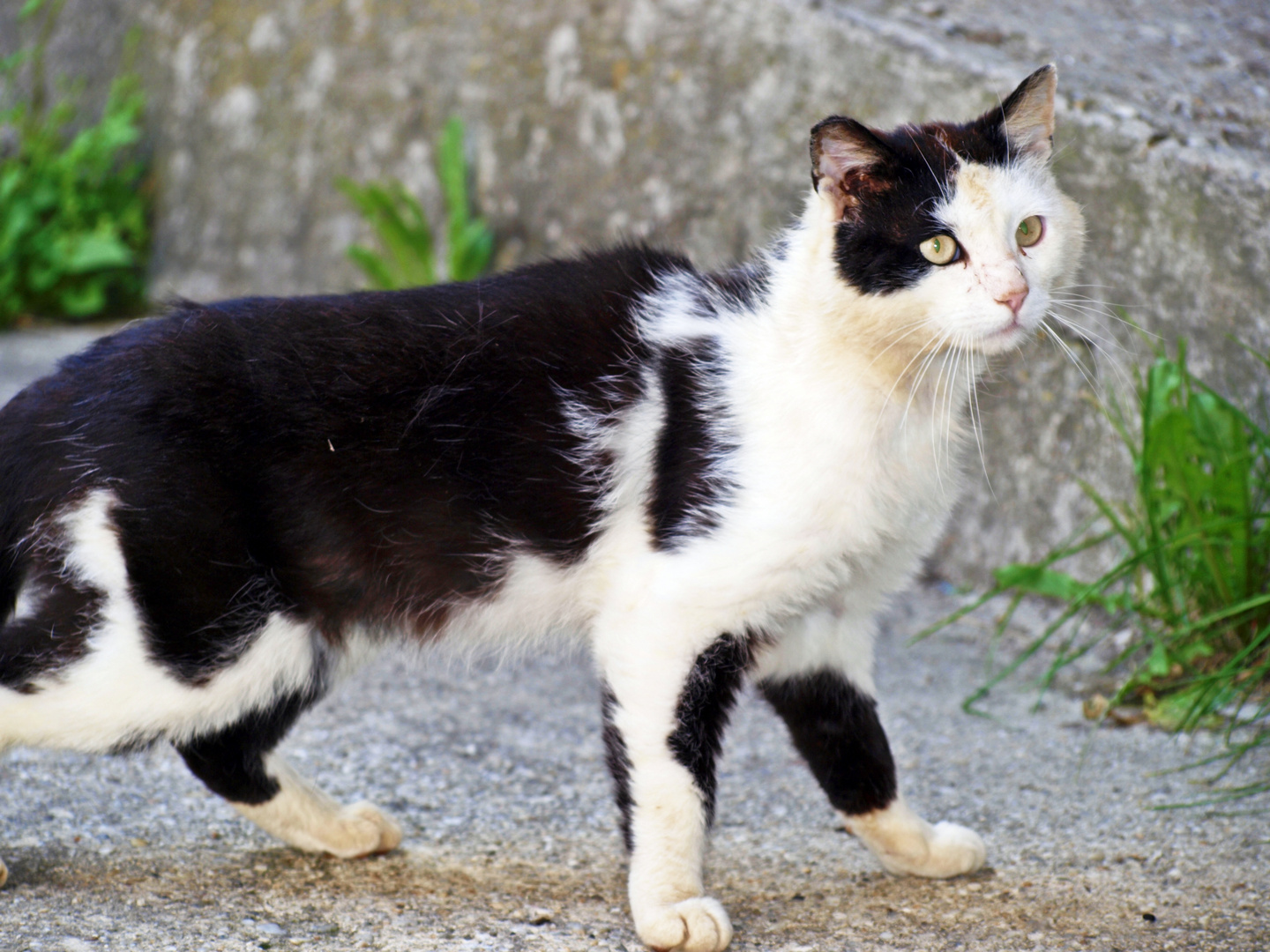 Katze am Bauernhof