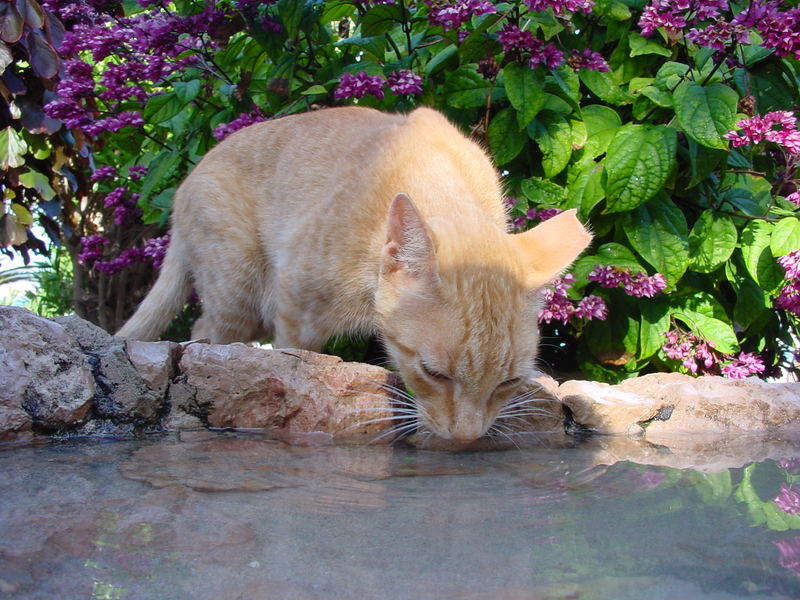 Katze am Brunnen auf der Insel Fuerteventura