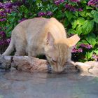 Katze am Brunnen auf der Insel Fuerteventura