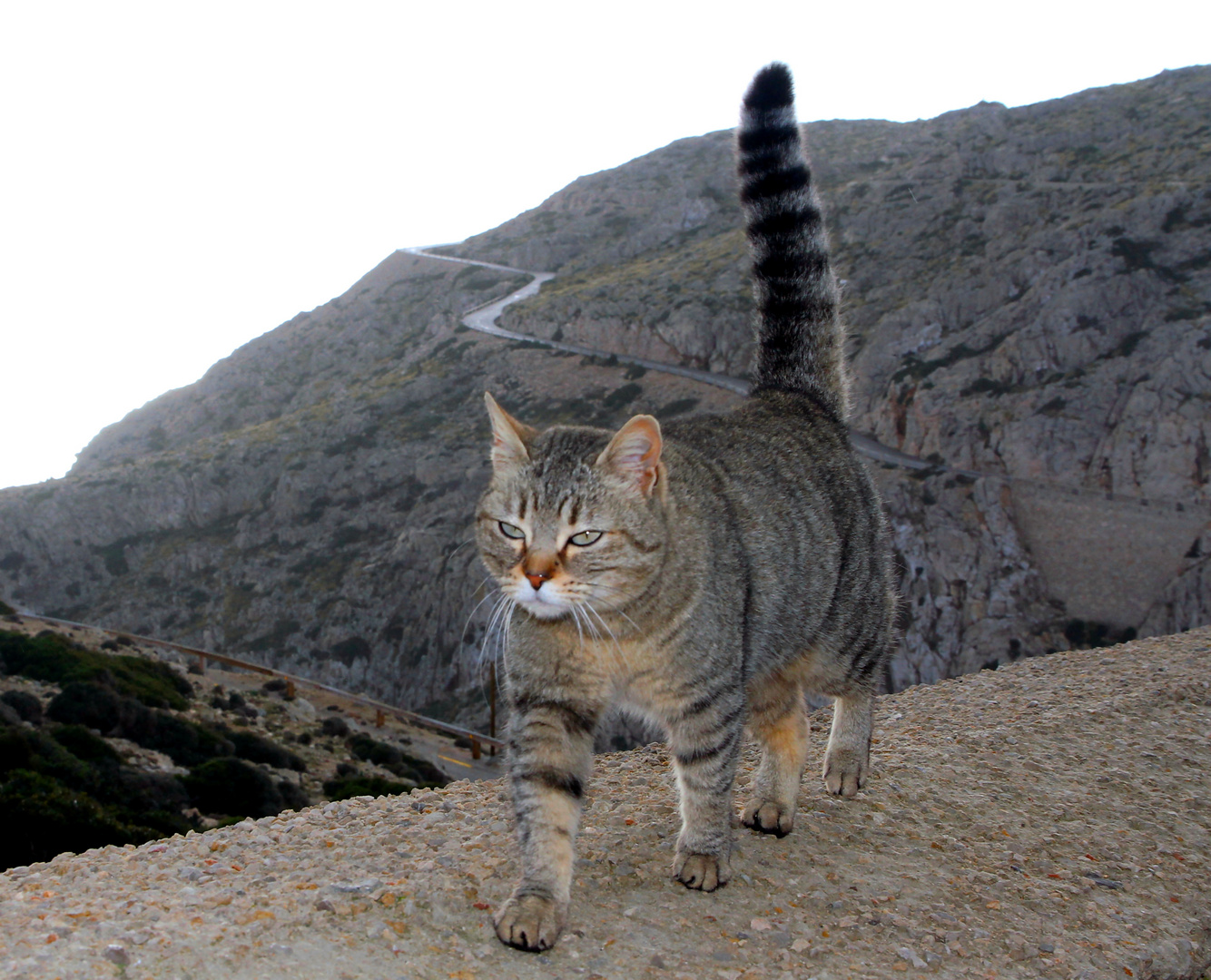 Katze am Cap Formentor - Mallorca