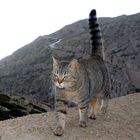 Katze am Cap Formentor - Mallorca