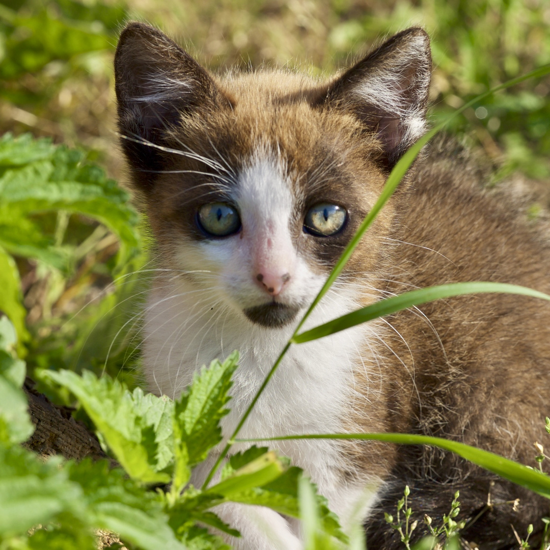 Katze Am Deich