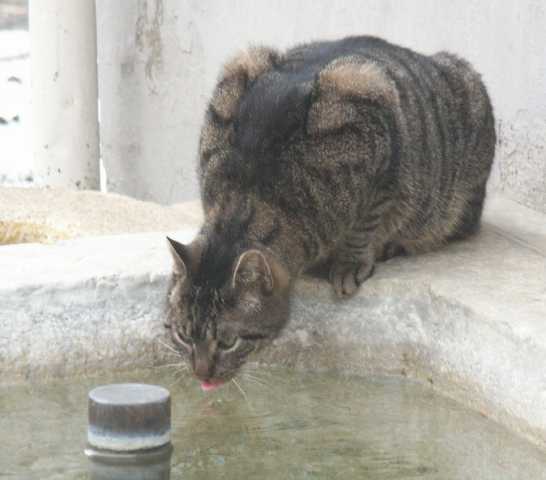 Katze am Dorfbrunnen