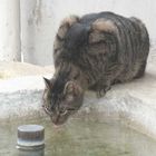 Katze am Dorfbrunnen