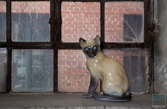 Katze am Fenster