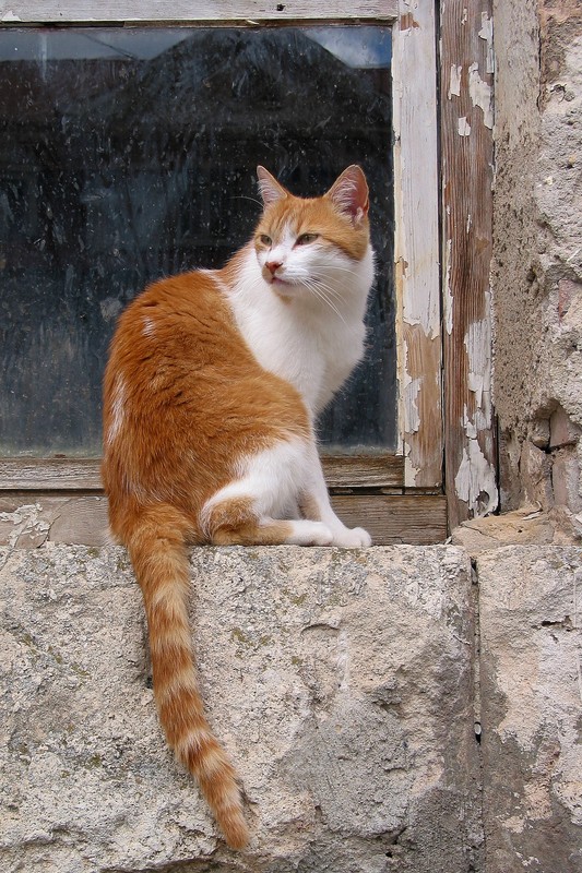 Katze am Fenster