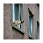 katze am fenster, 4