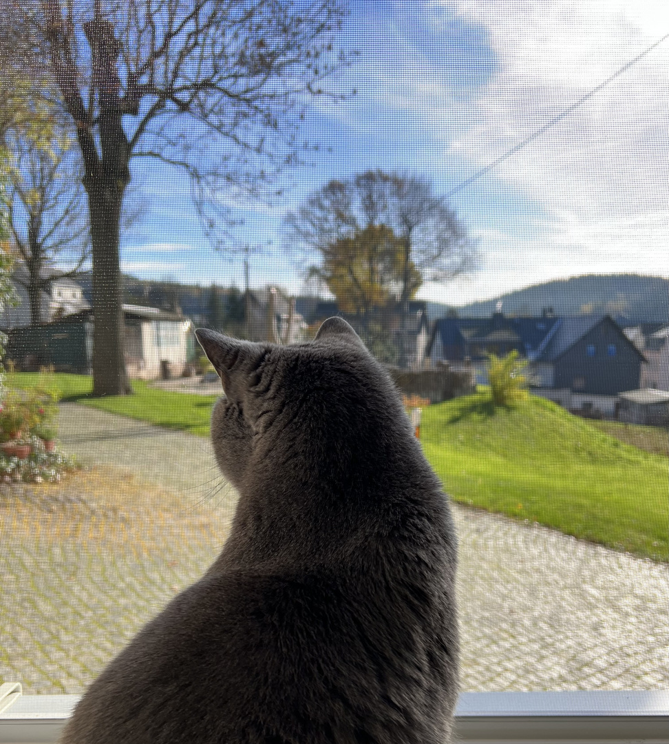 Katze am Fenster 