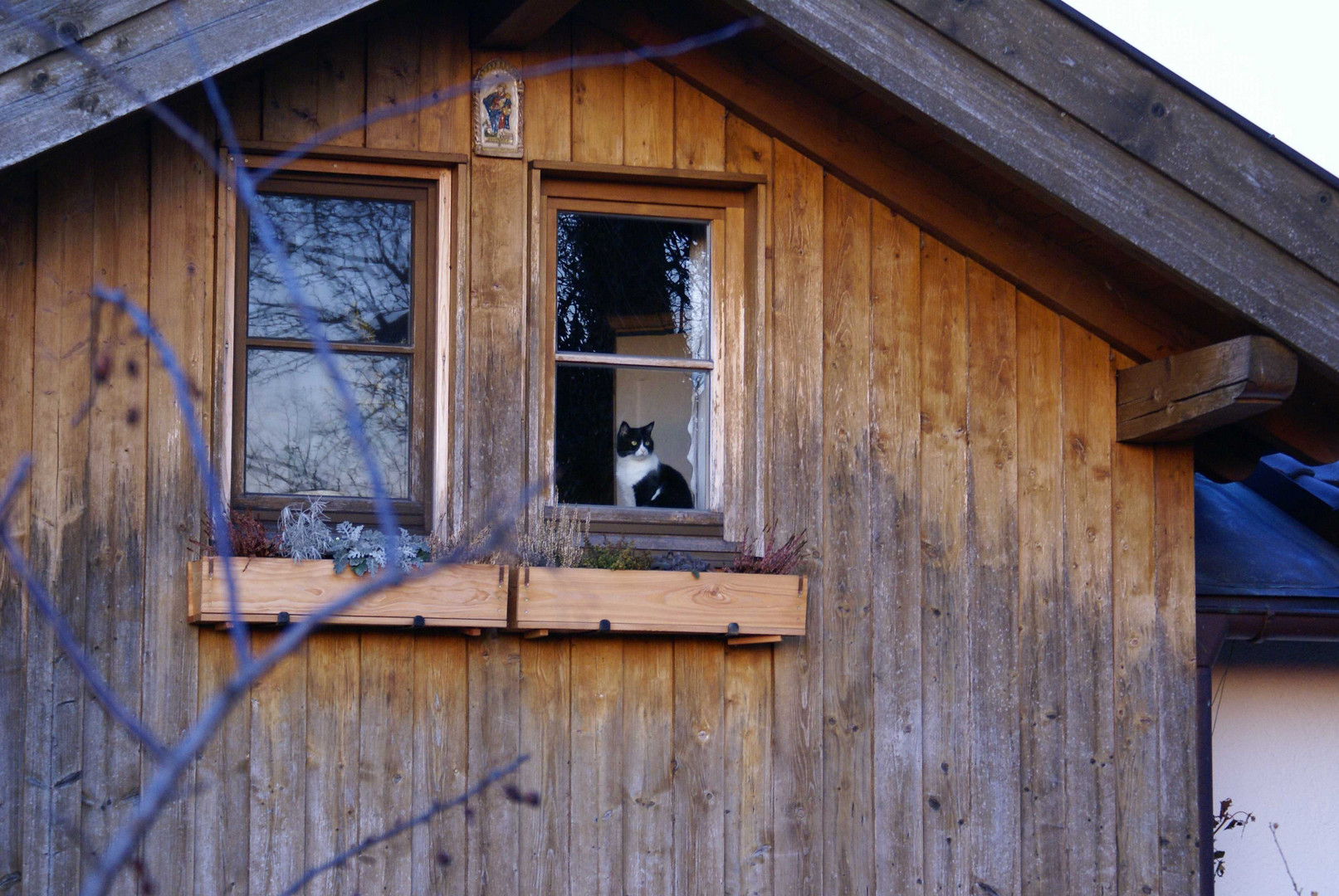 Katze am Fenster Foto & Bild deutschland, europe, bayern
